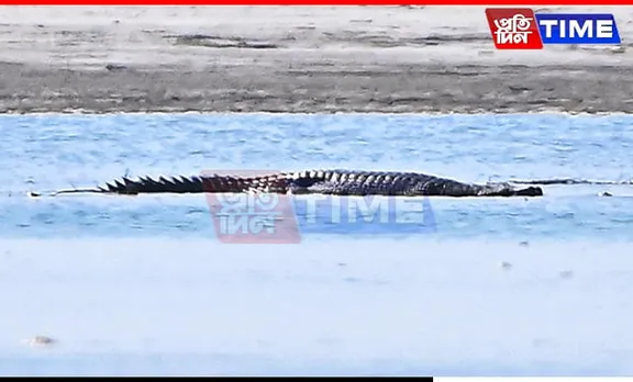 Brahmaputra's Lone Female Gharial Awaits Potential Mate After Years of Solitude
